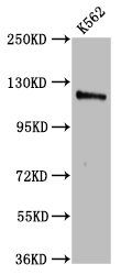 CENPJ Antibody