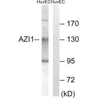CEP131 antibody