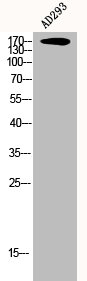 CEP170 Antibody