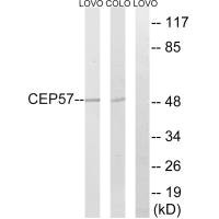 CEP57 Antibody