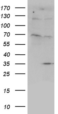 CEP63 Antibody