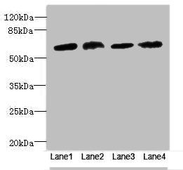 CEP63 antibody