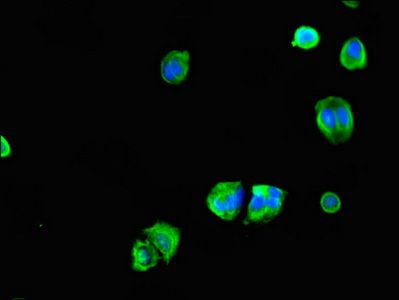 CEP70 antibody