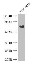 CEP70 antibody