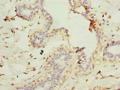 CEP76 antibody