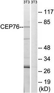 CEP76 Antibody