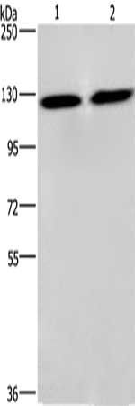 CEP97 antibody