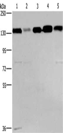 CEP97 antibody