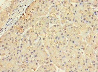 CERKL Antibody