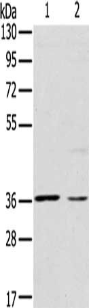 CERS1 antibody