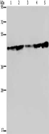 CERS4 antibody