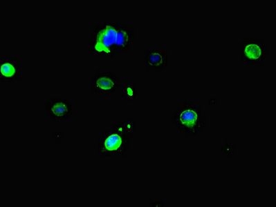 CES3 Antibody