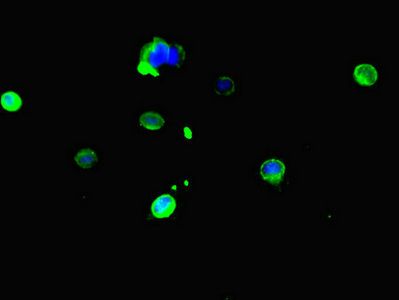 CES3 antibody