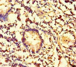 CES3 Antibody