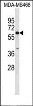 CES7 antibody