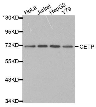 CETP antibody