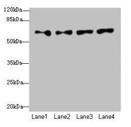 CFAP52 Antibody