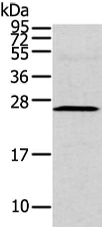 CFC1 antibody