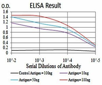 CFHR5 Antibody