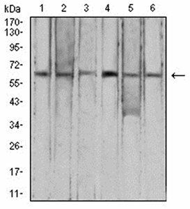 CFHR5 Antibody