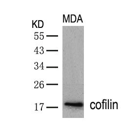 CFL1 (Ab-3) antibody
