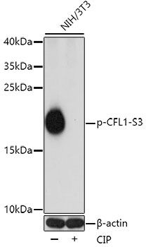 CFL1 (Phospho-S3) antibody
