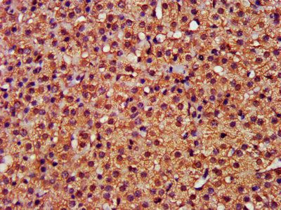 CFLAR antibody