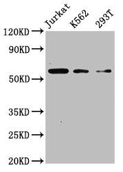 CFLAR Antibody