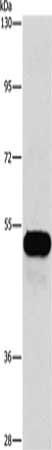 CFLAR Antibody