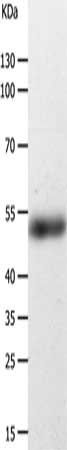 CFLAR Antibody