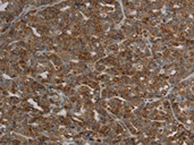CFLAR Antibody