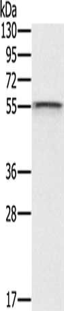CFLAR Antibody