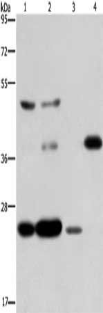 CFLAR Antibody