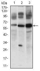 CFLAR Antibody