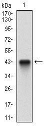 CFLAR Antibody