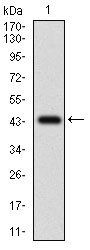 CFLAR Antibody