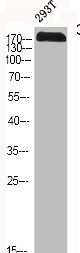 CFTR Antibody