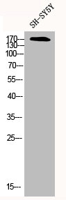 CFTR Antibody