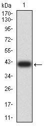 CGB Antibody