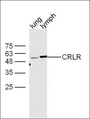 CGRP receptor antibody