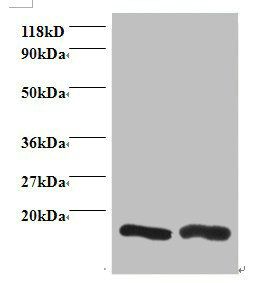 Charged multivesicular body protein 2a antibody