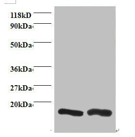 CHMP2A Antibody