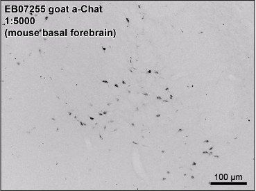 Goat anti-Chat (mouse) Antibody