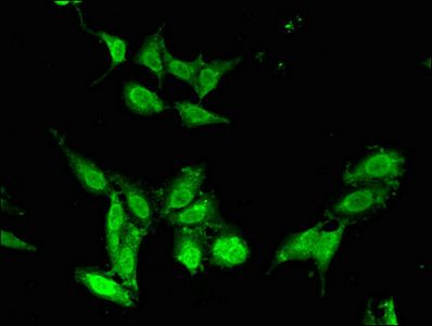 CHD5 Antibody