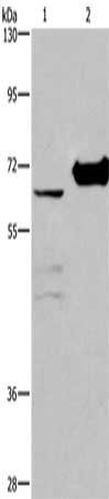 CHDH antibody