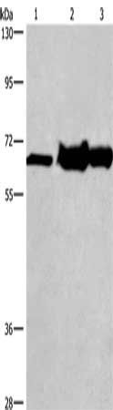 CHDH Antibody