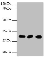 Checkpoint protein HUS1 antibody