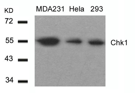 CHEK1 (Ab-317) antibody