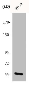 CHEK1 Antibody