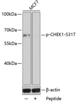 CHEK1 (Phospho-S317) antibody